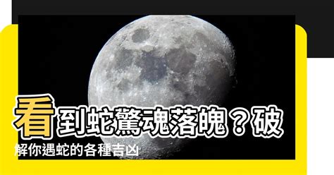 看到蛇徵兆|【常常看到蛇】常常看到蛇？揭秘常見的吉凶預兆！